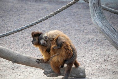 Yavrusu olan bir maymun hayvanat bahçesindeki kuşhaneden geçiyor.