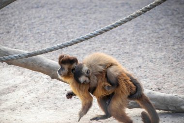 Yavrusu olan bir maymun hayvanat bahçesindeki kuşhaneden geçiyor.