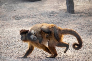 Yavrusu olan bir maymun hayvanat bahçesindeki kuşhaneden geçiyor.