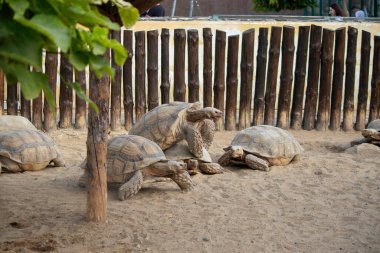 Kuşhanede kumların üzerinde sürünen büyük bir kaplumbağa.