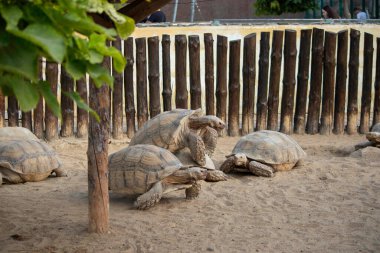 Büyük bir kaplumbağa diğerinin üstüne çıktı ve kumların üzerinde yuvarlandı.