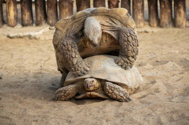 Büyük bir kaplumbağa diğerinin üstüne çıktı ve kumların üzerinde yuvarlandı.