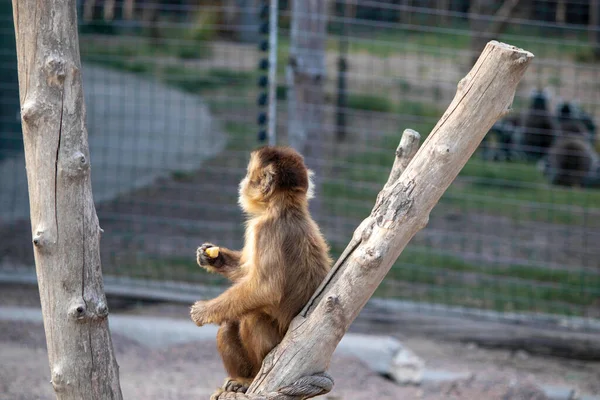 Monyet Merah Yang Cantik Duduk Cabang Dan Makan Sesuatu Kandang — Stok Foto