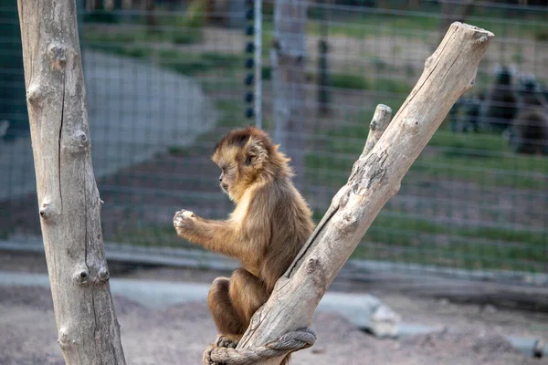 一只漂亮的红猴坐在树枝上吃着鸟笼里的东西 — 图库照片