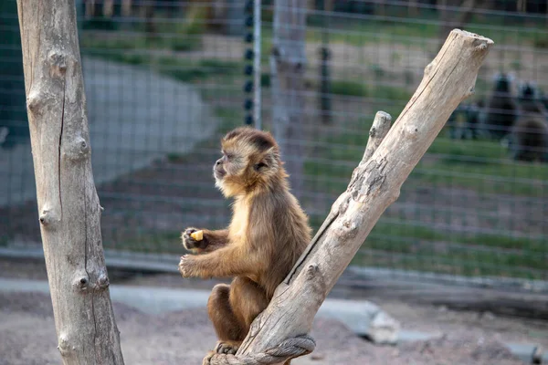 Monyet Merah Yang Cantik Duduk Cabang Dan Makan Sesuatu Kandang — Stok Foto