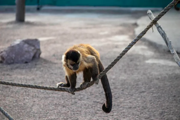 cute fluffy monkey walks on a tightrope, ginger monkey in zoos plays on a tightrope