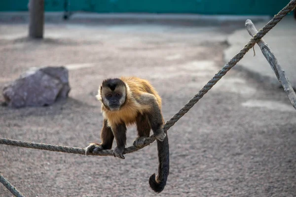 cute fluffy monkey walks on a tightrope, ginger monkey in zoos plays on a tightrope