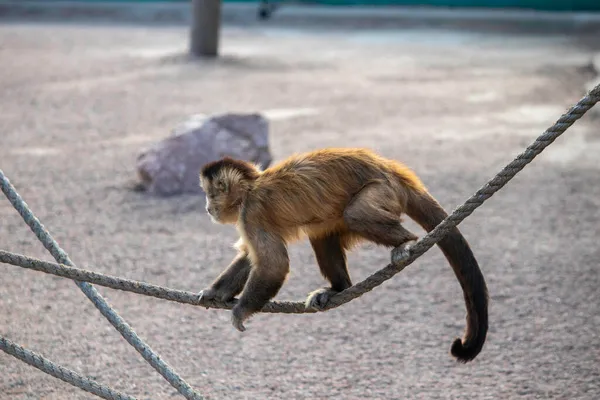 Monyet Imut Berbulu Berjalan Atas Tali Monyet Jahe Kebun Binatang — Stok Foto