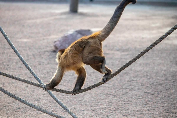 Monyet Imut Berbulu Berjalan Atas Tali Monyet Jahe Kebun Binatang — Stok Foto