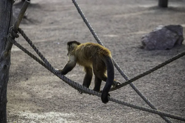 Mignon Singe Pelucheux Marche Sur Une Corde Raide Singe Roux — Photo