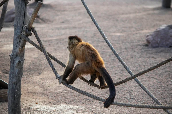 Macaco Fofo Bonito Caminha Uma Corda Bamba Macaco Gengibre Zoológicos — Fotografia de Stock