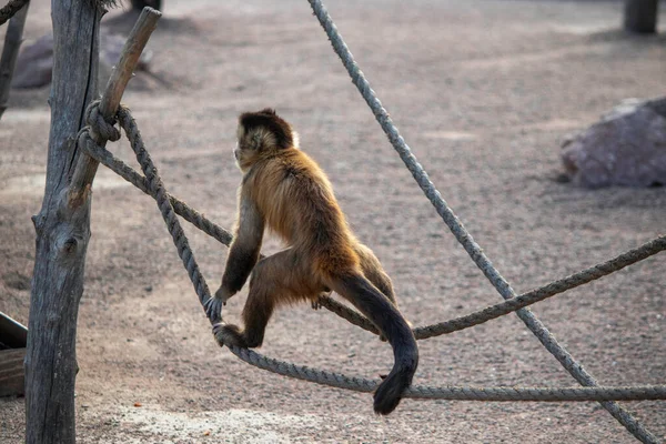 Cute Fluffy Monkey Walks Tightrope Ginger Monkey Zoos Plays Tightrope — Stock Photo, Image