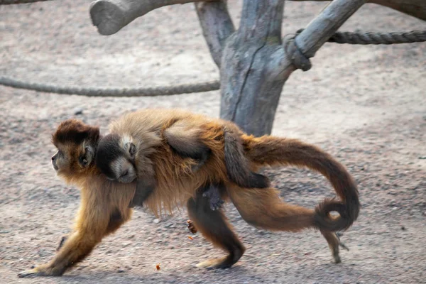 Singe Avec Ourson Traverse Volière Dans Zoo — Photo