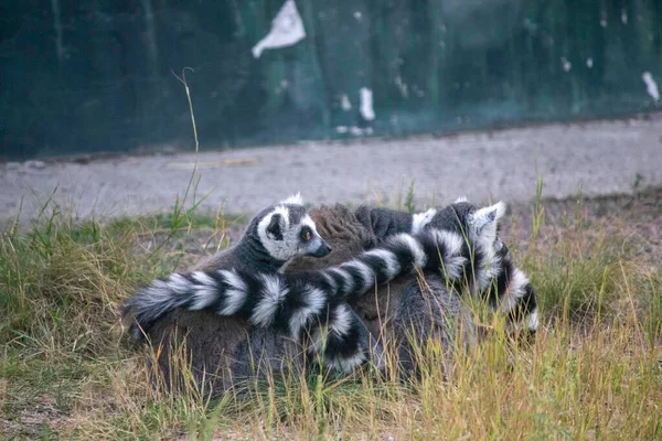 Lurviga Lemurer Ligga Tillsammans Randiga Svansar Värma Varandra — Stockfoto