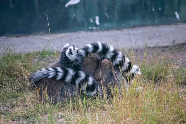Lurviga Lemurer Ligga Tillsammans Randiga Svansar Värma Varandra — Stockfoto