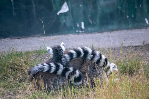 Lurviga Lemurer Ligga Tillsammans Randiga Svansar Värma Varandra — Stockfoto