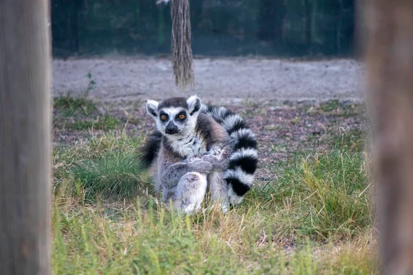 Lemur Engraçado Está Sentado Grama Coberto Com Sua Cauda — Fotografia de Stock