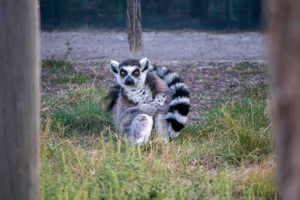 Lemur Engraçado Está Sentado Grama Coberto Com Sua Cauda — Fotografia de Stock