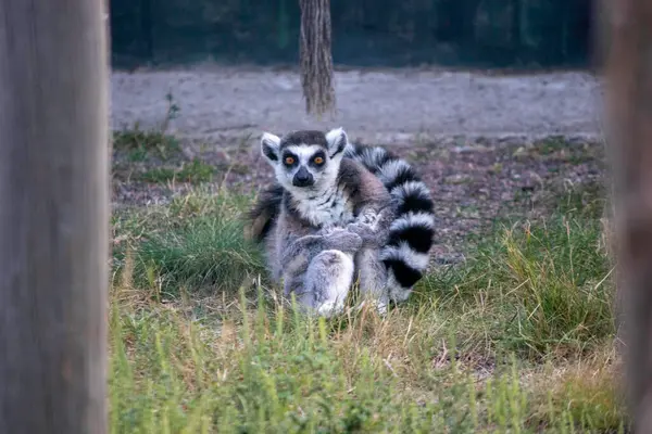 Rolig Lemur Sitter Gräset Och Täckt Med Sin Svans — Stockfoto
