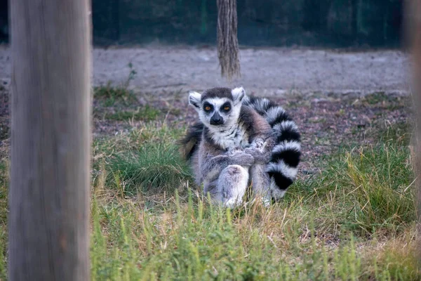 Rolig Lemur Sitter Gräset Och Täckt Med Sin Svans — Stockfoto