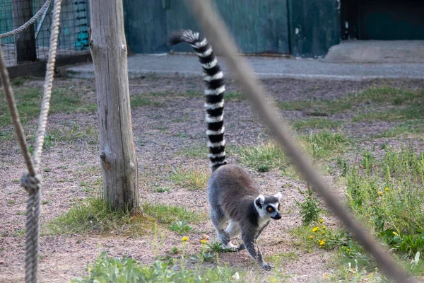 Lemur Med Lång Fluffig Randig Svans Går Aviary — Stockfoto