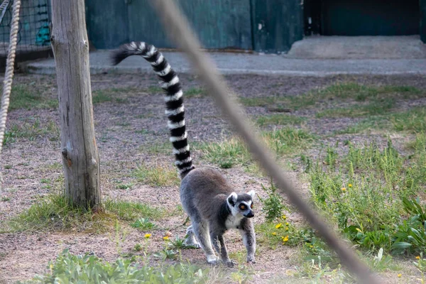 Lemur Med Lång Fluffig Randig Svans Går Aviary — Stockfoto