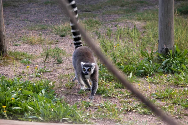 Lemur Med Lång Fluffig Randig Svans Går Aviary — Stockfoto