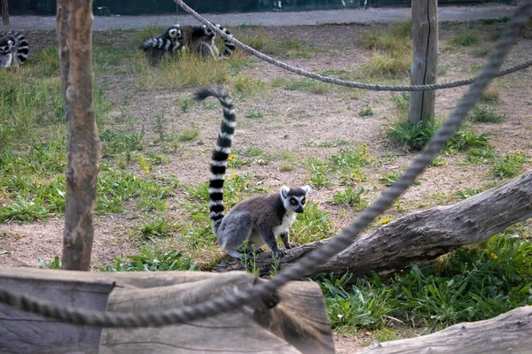 Lemur Dengan Panjang Berbulu Bergaris Ekor Berjalan Kandang Burung — Stok Foto