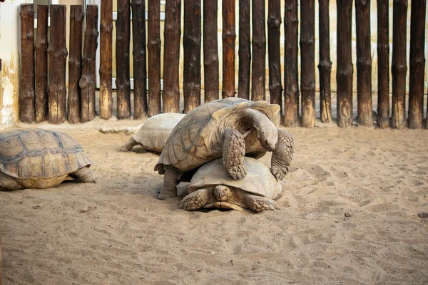 Eine Große Schildkröte Kletterte Auf Eine Andere Und Wälzte Sich — Stockfoto