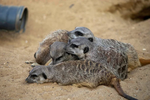 Meerkats Sleep Side Side Warm Each Other Sand — Stock Photo, Image