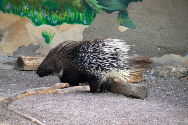 Roztomilý Dikobraz Slunečný Den Voliéře Zoo — Stock fotografie