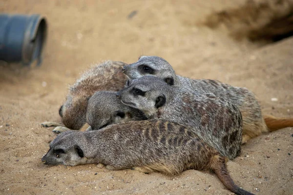 Meerkat Tidur Berdampingan Dan Hangat Satu Sama Lain Atas Pasir — Stok Foto