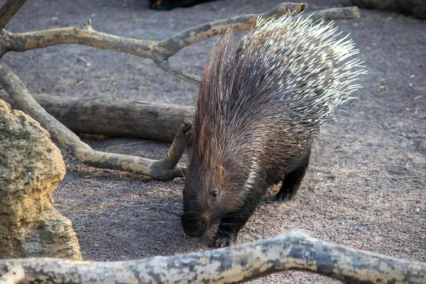 Roztomilý Dikobraz Slunečný Den Voliéře Zoo — Stock fotografie