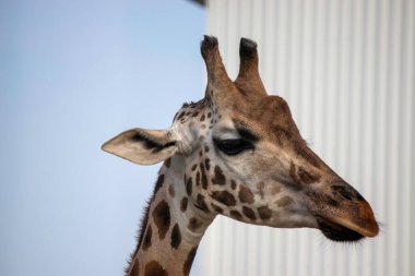 Zürafa portresi, pofuduk şirin zürafa yüzü.