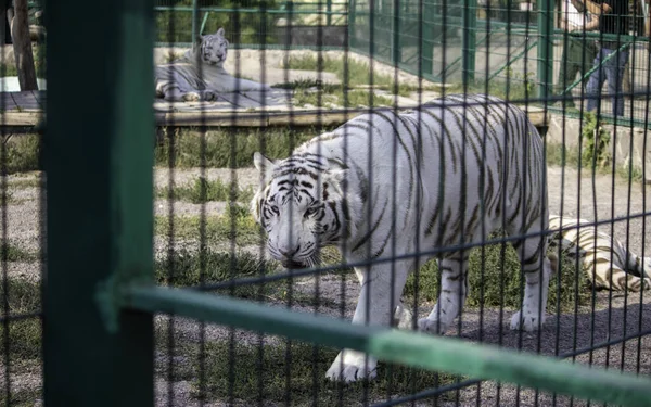 Trieste Mooie Witte Tijger Dierentuin Volière — Stockfoto