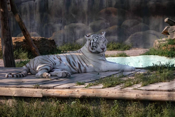 Triste Beau Tigre Blanc Dans Volière Zoo — Photo