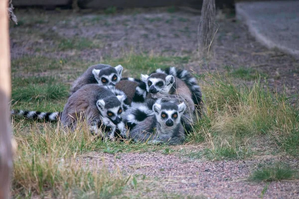 Lémures Peludos Yacen Juntos Colas Hinchadas Rayadas Calientan Entre — Foto de Stock