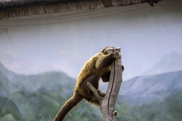Schöner Roter Affe Sitzt Auf Einem Ast Einer Voliere — Stockfoto