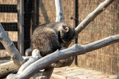 Rakun bir topun içine kıvrılmış ve bir dalın üzerinde uyuyor.