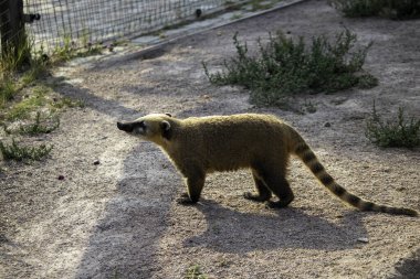 Rakun bir topun içine kıvrılmış ve bir dalın üzerinde uyuyor.