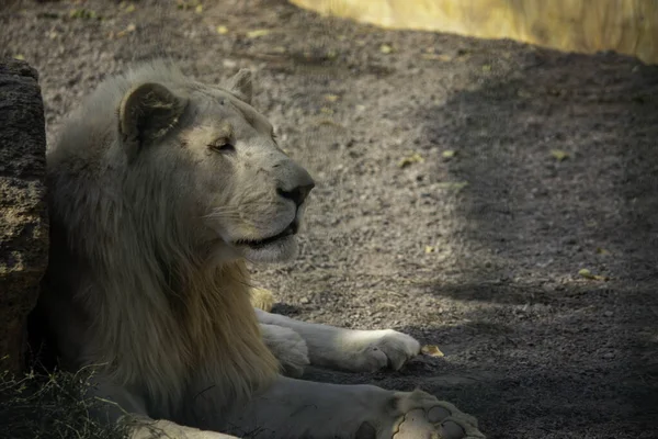 Большой Белый Лев Отдыхает Птичнике Зоопарке — стоковое фото