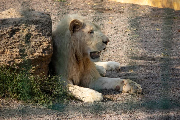 Grote Witte Leeuw Rustend Een Volière Dierentuin — Stockfoto