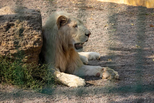 Grote Witte Leeuw Rustend Een Volière Dierentuin — Stockfoto