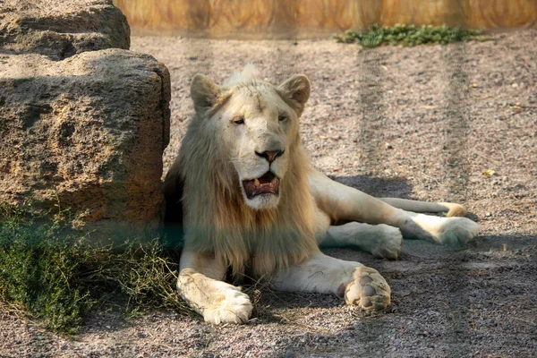 Великий Білий Лев Відпочиває Літаку Зоопарку — стокове фото