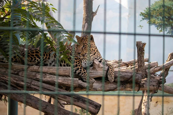 Grote Gevlekte Kat Opgesloten Dierentuin Volière — Stockfoto