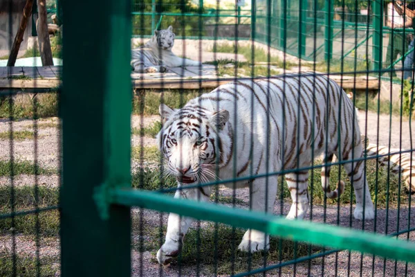 Sad Beautiful White Tiger Zoo Aviary — Stock Photo, Image