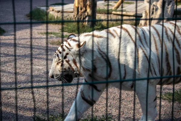 Smutny Piękny Biały Tygrys Zoo Ptaszarnia — Zdjęcie stockowe