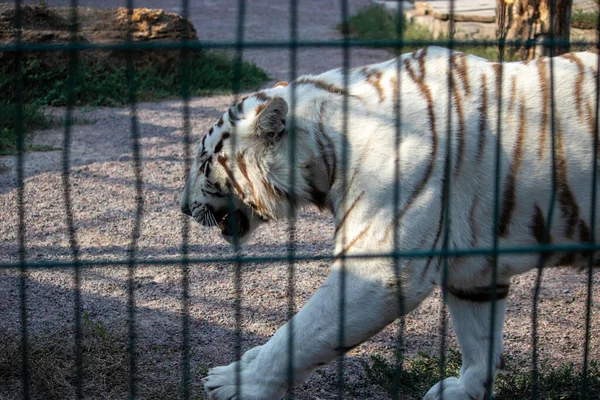 Θλιβερή Όμορφη Λευκή Τίγρη Ζωολογικό Κήπο Aviary — Φωτογραφία Αρχείου