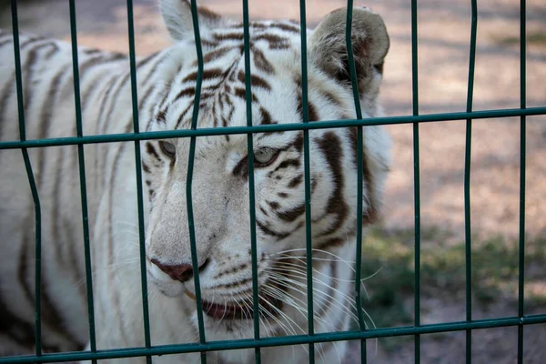 Θλιβερή Όμορφη Λευκή Τίγρη Ζωολογικό Κήπο Aviary — Φωτογραφία Αρχείου