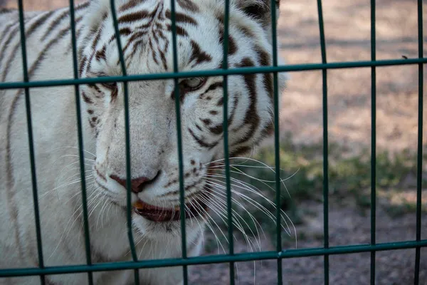 Triste Bonito Tigre Branco Zoológico Aviário — Fotografia de Stock